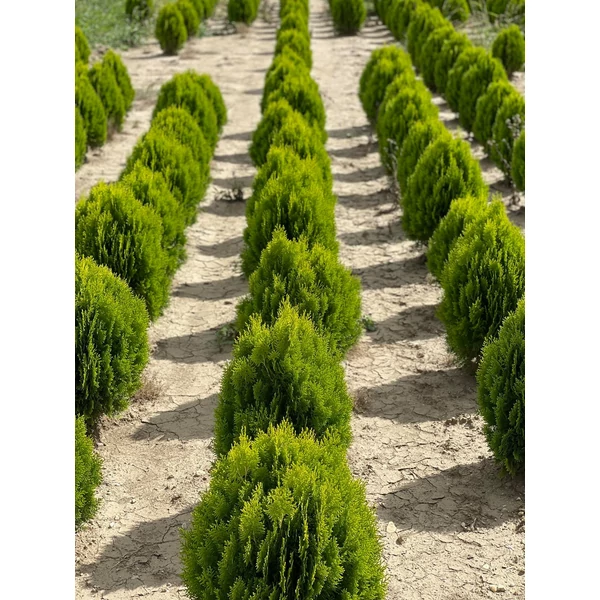 Aranylombú keleti tuja THUJA ORIENTALIS AUREA NANA 60/80*
