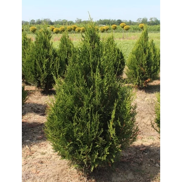Óriás tuja THUJA PLICATA ATROVIRENS 80/100*