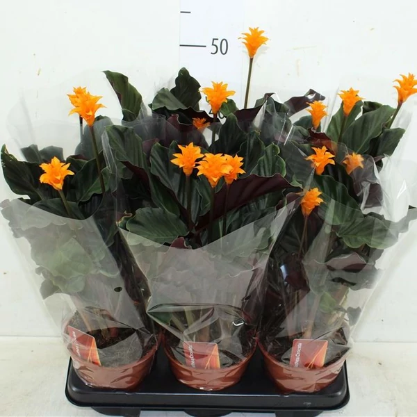 Sáfrányos zebralevél CALATHEA MEDALLION CS17