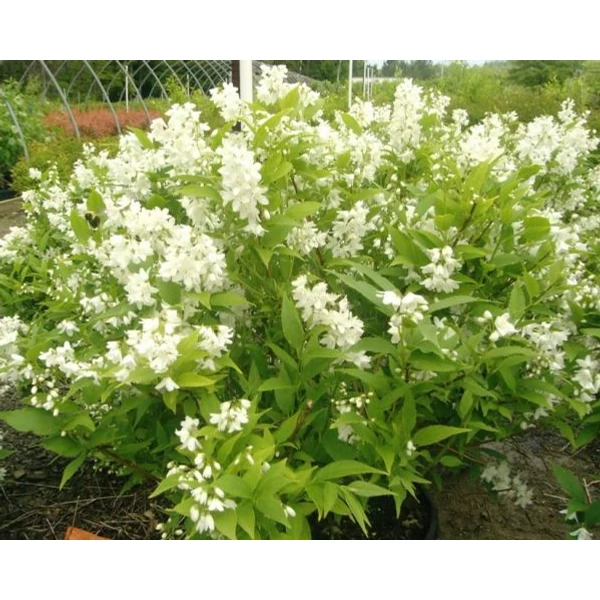 Gyöngyvirágcserje    DEUTZIA CRENATA NIKKO K2