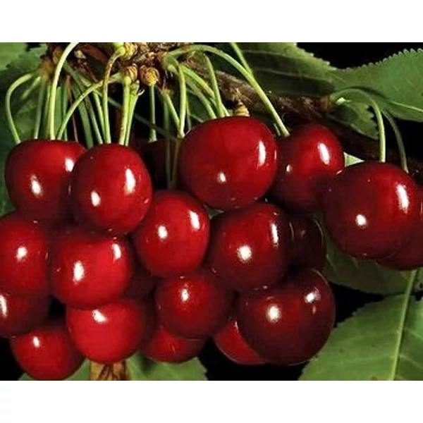 Münchenbergi korai cseresznye Prunus avium