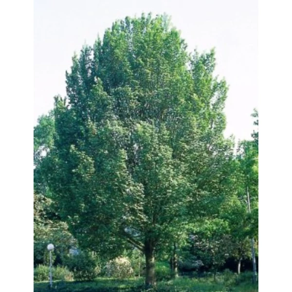 Oszlopos szil   ULMUS LOBEL 10/12 K50