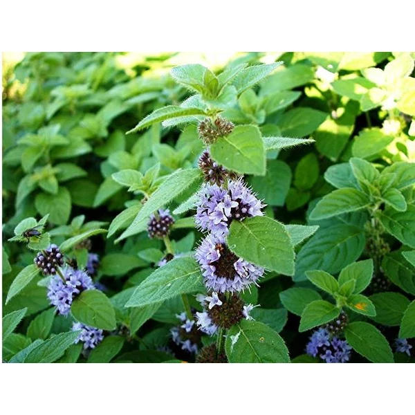 Epermenta MENTHA PIPERITA STRAWBERRY CS12