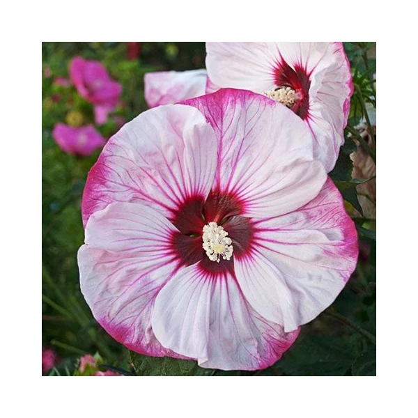 Mocsári hibiszkusz ROSE K5   