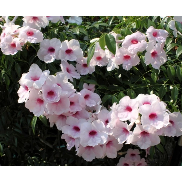 Lugasszépe   PANDOREA JASMINOIDES PIRAMIDE 40/50 K2