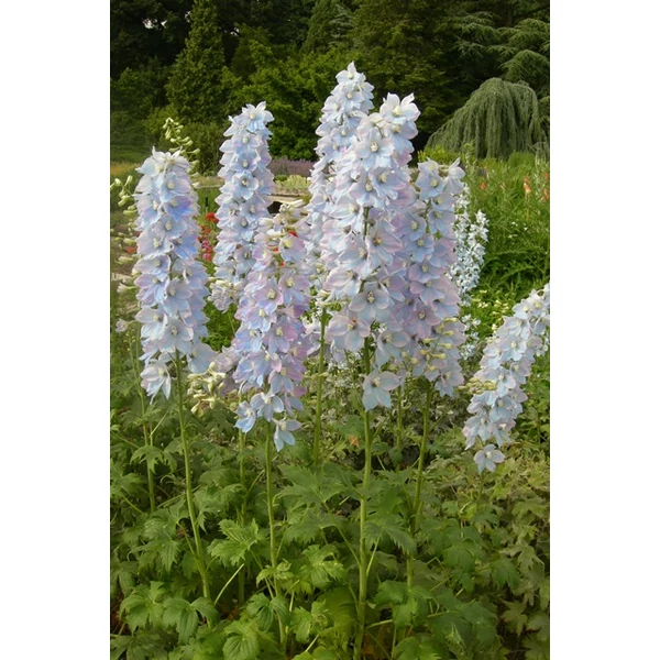 Szarkaláb DELPHINIUM FAJTÁK K1,5FAJTÁK K1,5   