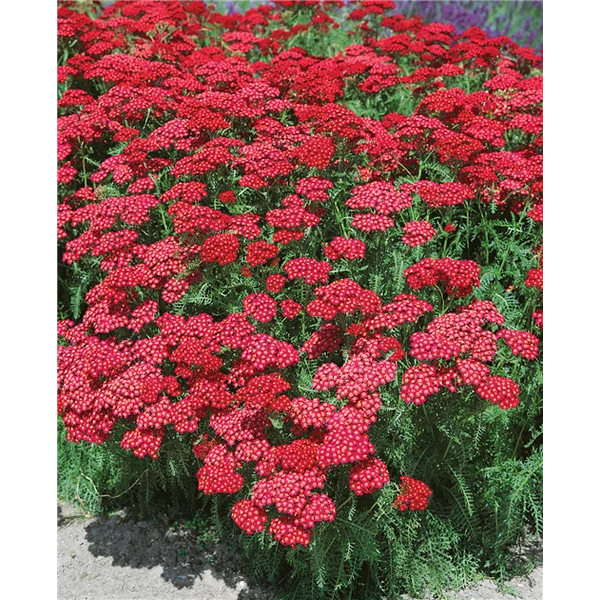 Közönséges cickafark ACHILLEA MILLEFOLIUM KIRSCHKÖNIGIN K1,5   