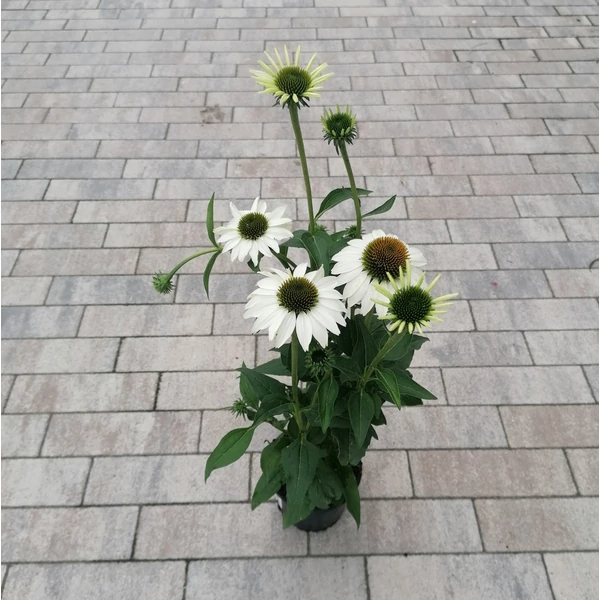 Bíbor kasvirág ECHINACEA PURPUREA COMPACT WHITE CS13
