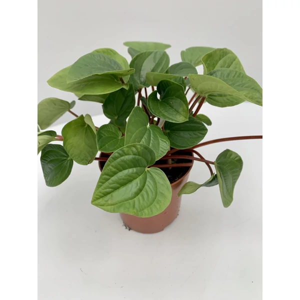 Törpebors PEPEROMIA FAJTÁK    