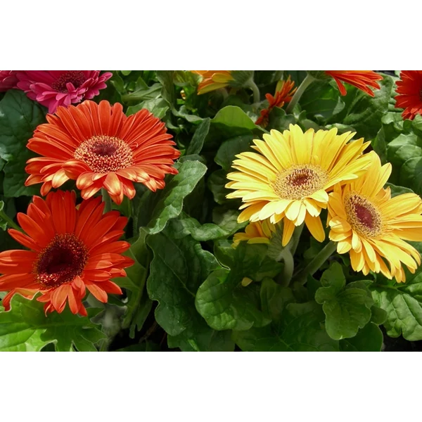 Gerbera