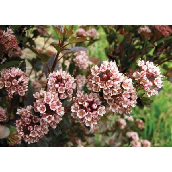 Törpe hólyagvessző   PHYSOCARPUS OPULIFOLIUS LITTLE DEVIL 20/30 K2