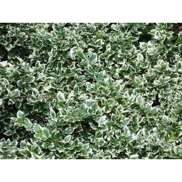 Kecskerágó    EUONYMUS FAJTÁK 25/35 CS17