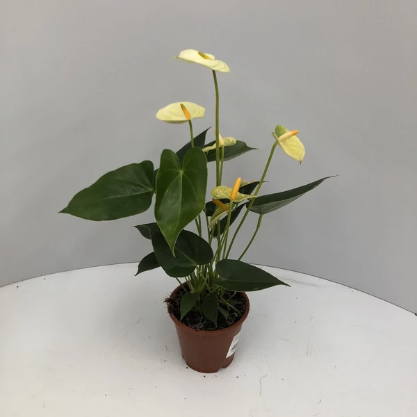 Flamingóvirág ANTHURIUM ANDRAEANUM WHITE CS14