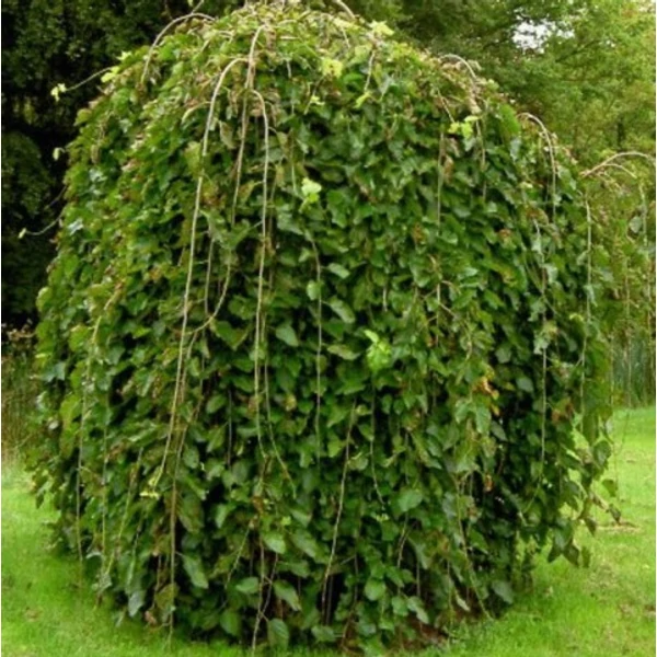 Szomorú hegyi szil  ULMUS MONTANA PENDULA T170 18/20 K90