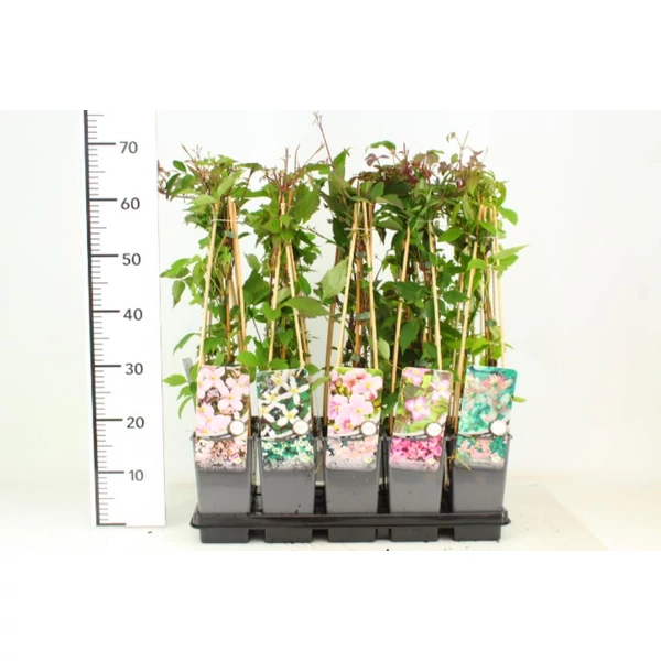Hegyi iszalag   CLEMATIS MONTANA FAJTÁK 50/60 K2