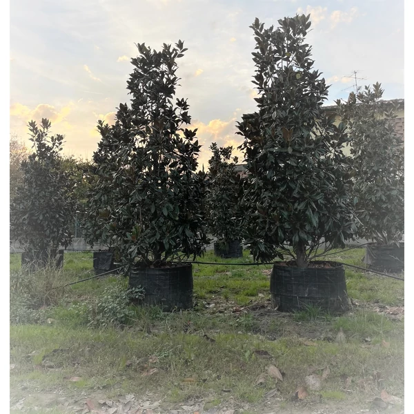 Örökzöld liliomfa   MAGNOLIA GRANDIFLORA GALLISONIENSIS 350/400 K300