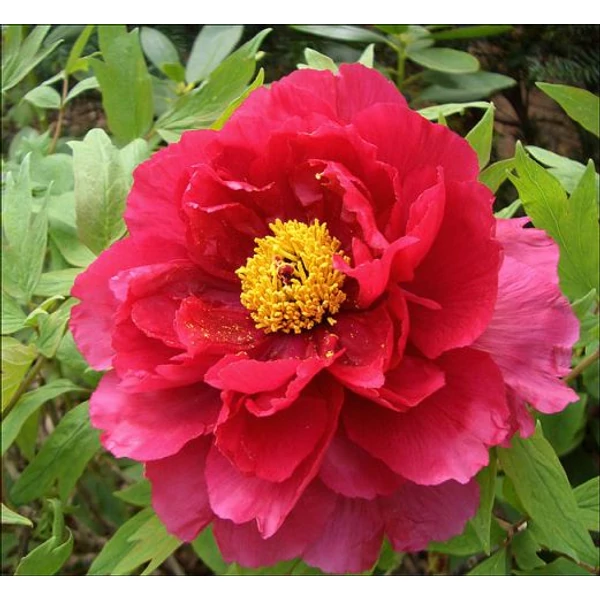Fás bazsarózsa   PAEONIA SUFFRUTICOSA K2