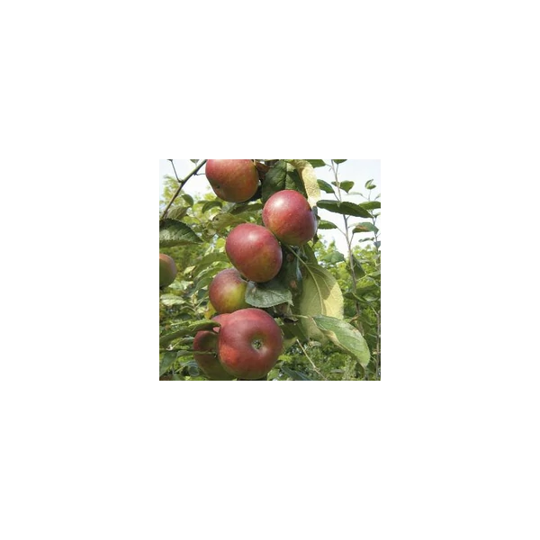 Fekete tányéralma Malus domestica