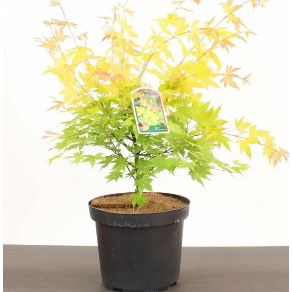 Japán juhar ACER PALMATUM ORANGE DREAM 50/60 K3