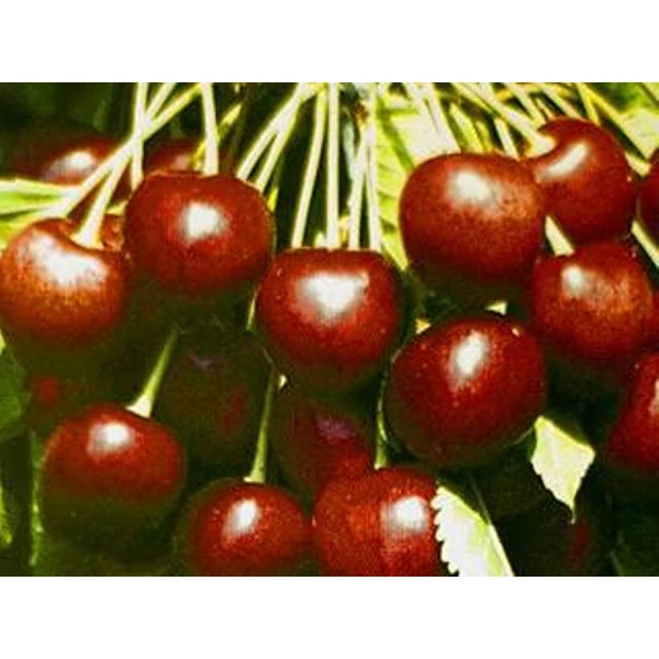 Hedelfingeni óriás cseresznye PRUNUS AVIUM HEDELFINGENI ÓRIÁS K10