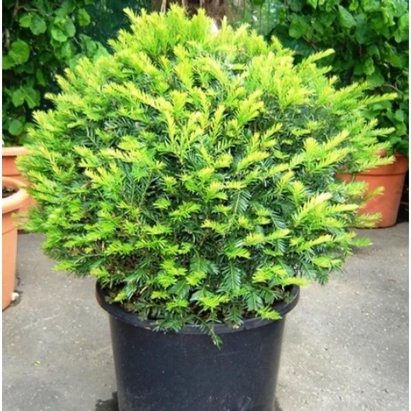 Közönséges tiszafa   TAXUS BACCATA GÖMB 30/35 K10
