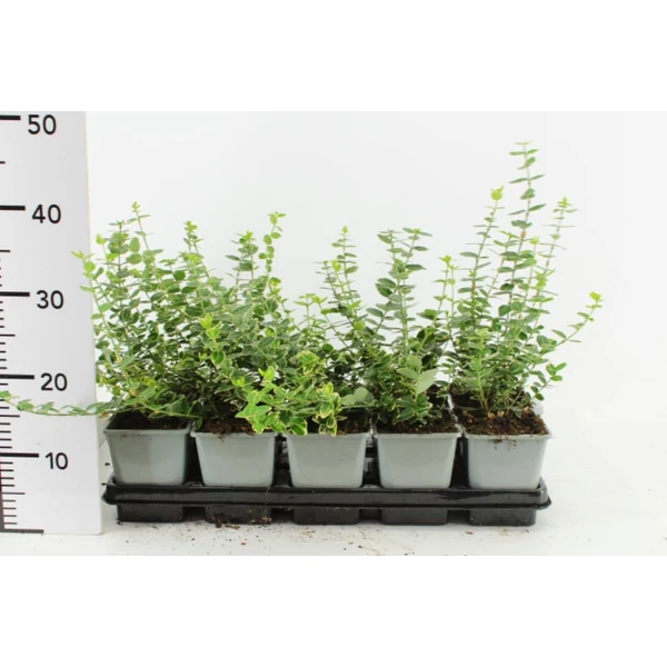 Repkény kecskerágó   EUONYMUS FORTUNEI EMERALD'N GAIETY 20CM CS12