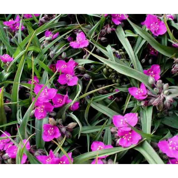 Kerti pletyka TRADESCANTIA FAJTÁK CS15   