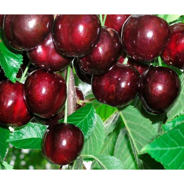 Rita cseresznye PRUNUS AVIUM RITA K10-12