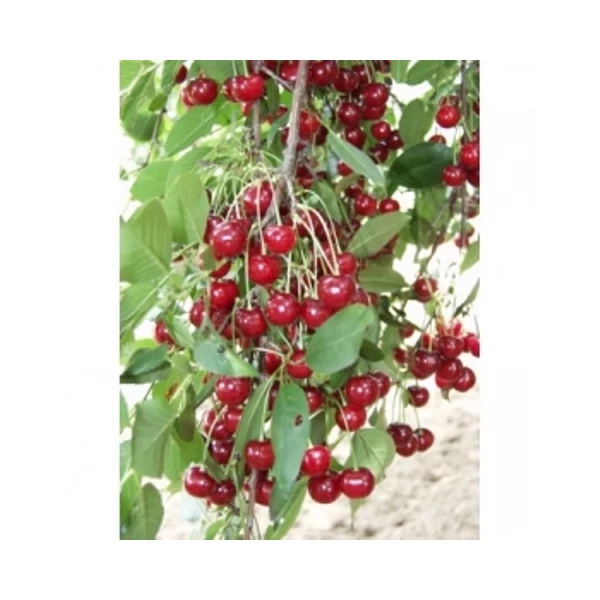 Cigánymeggy PRUNUS CERASUS CIGÁNYMEGGY 59 SZGY
