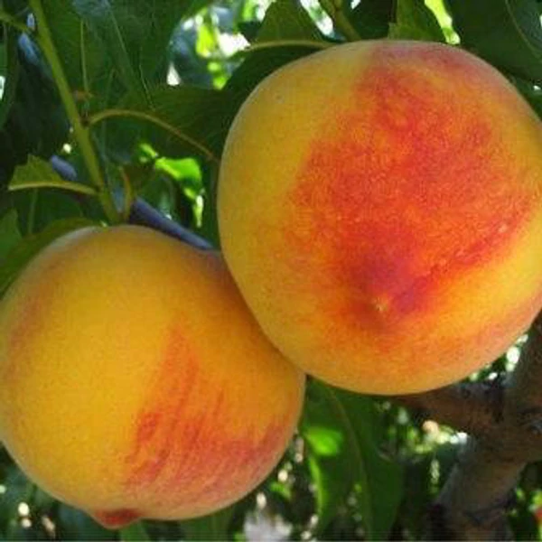 Babygold 7 őszibarack Prunus persica