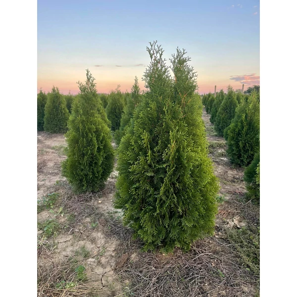 Smaragd tuja THUJA OCCIDENTALIS SMARAGD 60/80 NYÍRT*