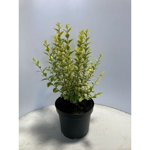 Tarkalevelű fagyal LIGUSTRUM OVALIFOLIUM ZAFIR 40/60 K8
