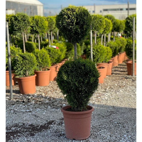 Arany lombú leyland ciprus CUPRESSOCYPARIS LEYLANDII CASTLEWELLAN GOLD 2 GÖMB K9