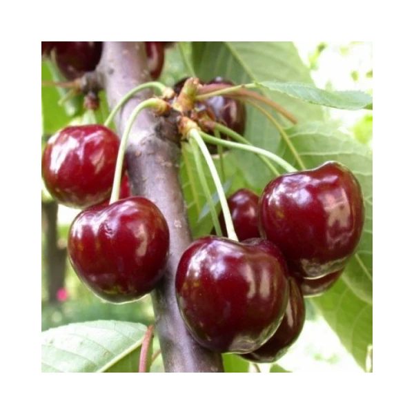 Valerij Cskalov cseresznye PRUNUS AVIUM VALERIJ CSKALOV K10