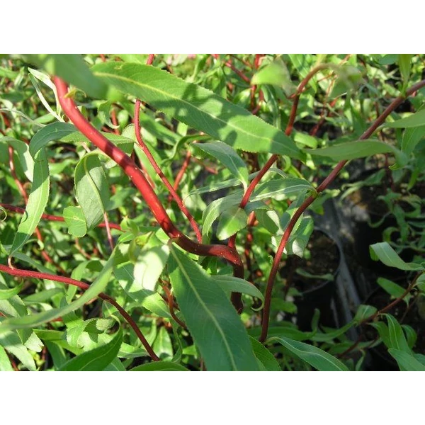 Csavartágú fűz   SALIX ERYTHROFLEXUOSA 180/+ K12