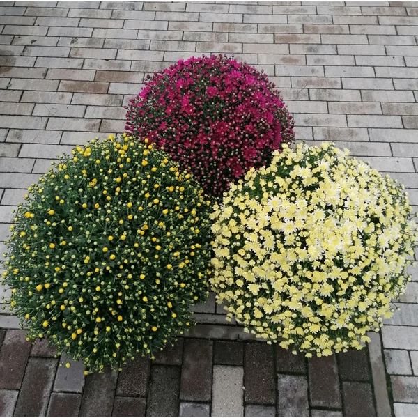 Krizantém CHRYSANTHEMUM CS22-23