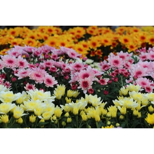 Krizantém CHRYSANTHEMUM CS30