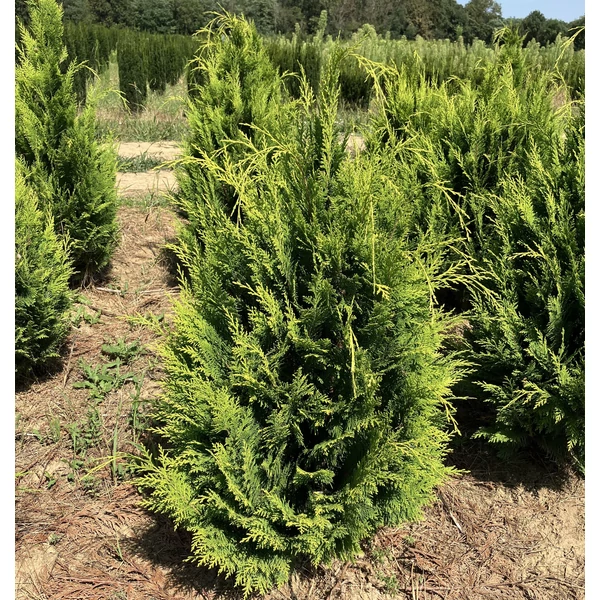 Oregoni sárga hamisciprus CHAMAECYPARIS LAWSONIANA IVONNE NYÍRT 80/100*