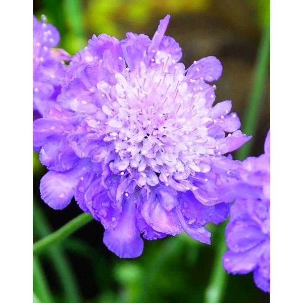 ördögszem  SCABIOSA COLUMBARIA PINK MIST CS13