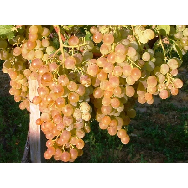 Fanny csemegeszőlő