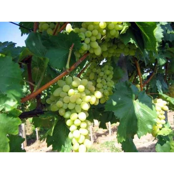 Bolgár Rezi csemegeszőlő VITIS BOLGÁR REZI R (KÜLÖNLEGES CSEMEGE) SZGY