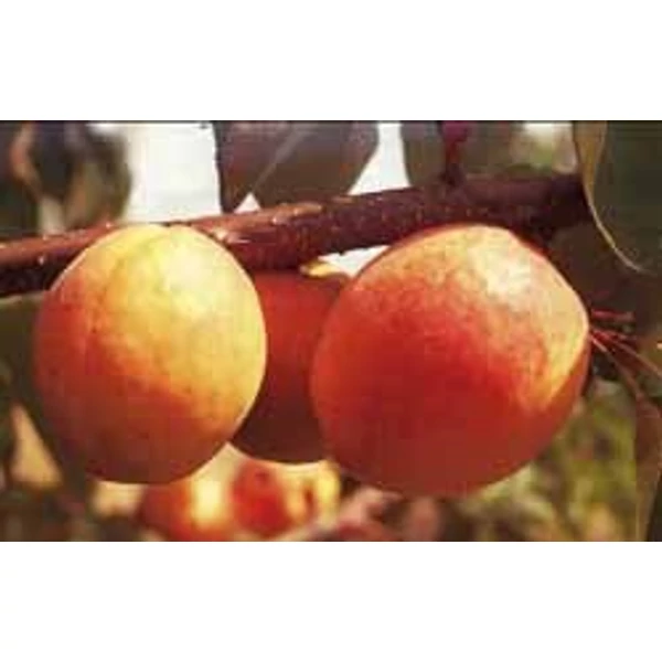 Szegedi mamut kajszi PRUNUS ARMENIACA SZEGEDI MAMUT SZGY