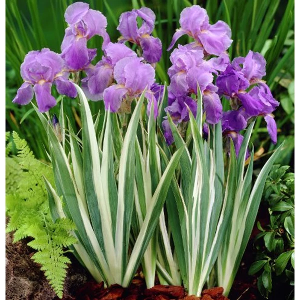 Szakállas nőszirom IRIS PALLIDA VARIEGATA CS14