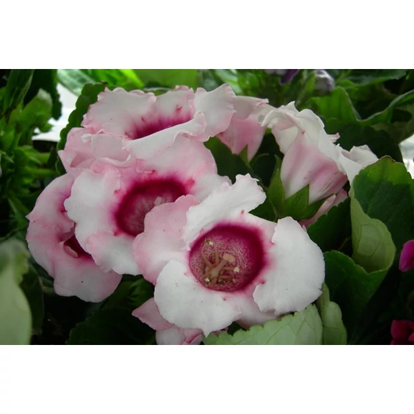Csuporka GLOXINIA CS13