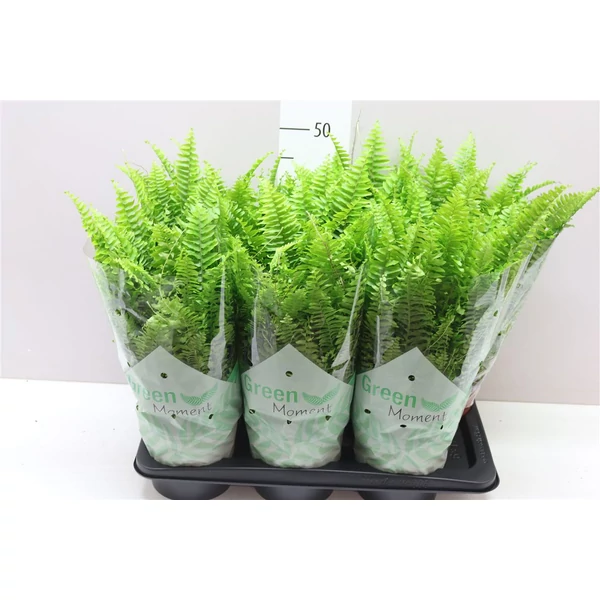 Szobapáfrány NEPHROLEPIS GREEN MOMENT CS17