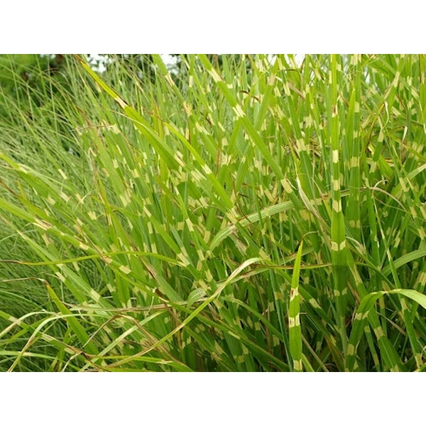 Zebrafű SINENSIS ZEBRINUS CS17