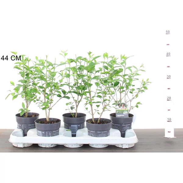 Széleslevelű fagyal LIGUSTRUM OVALIFOLIUM CS12