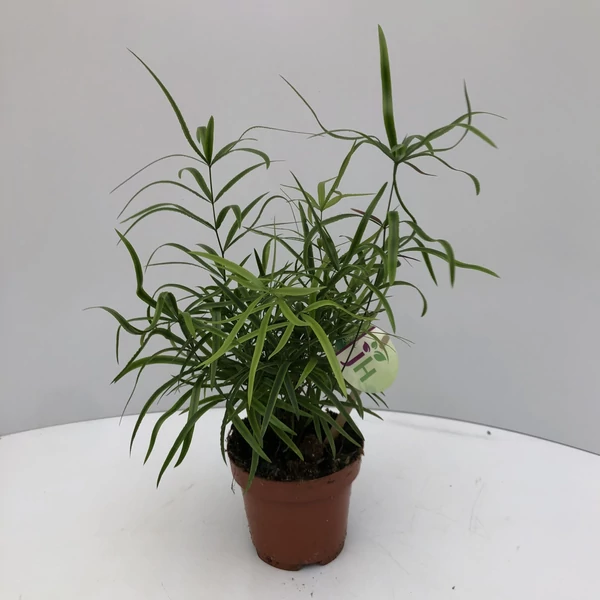 Sarlós aszparágusz ASPARAGUS FALCATUS CS12   