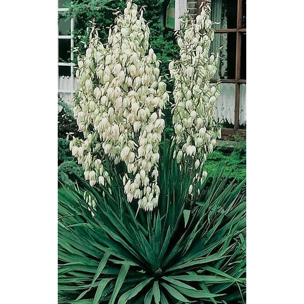 Fürtös pálmaliliom   YUCCA FILAMENTOSA K5