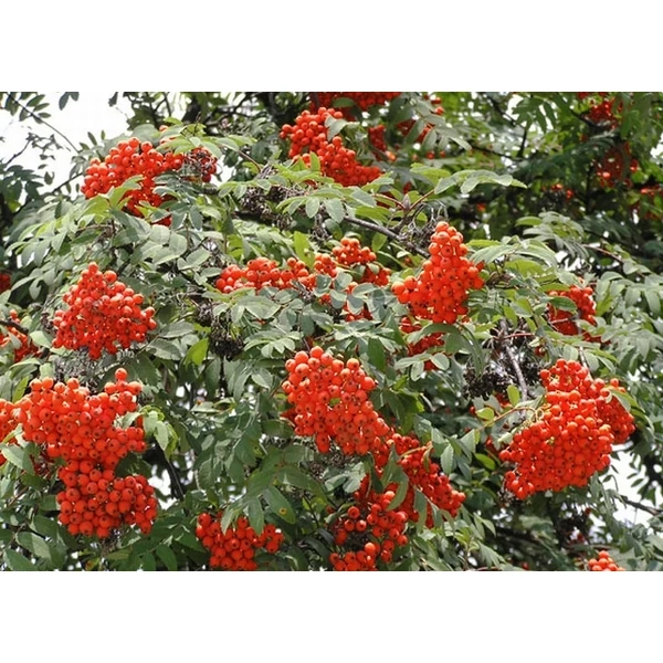 Madárberkenye  SORBUS AUCUPARIA 6/8 K35
